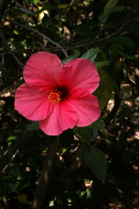 гибискус, розовый цветок