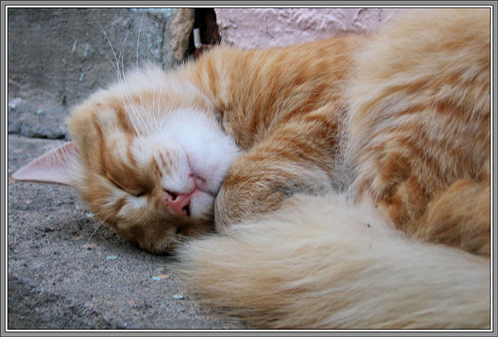 фото спящей кошки: милая мордашка