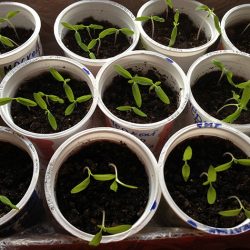 Когда лучше сеять семена томатов на рассаду: в феврале, марте или апреле?