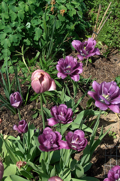 отцветшие тюльпаны, тюльпан после окончания цветения