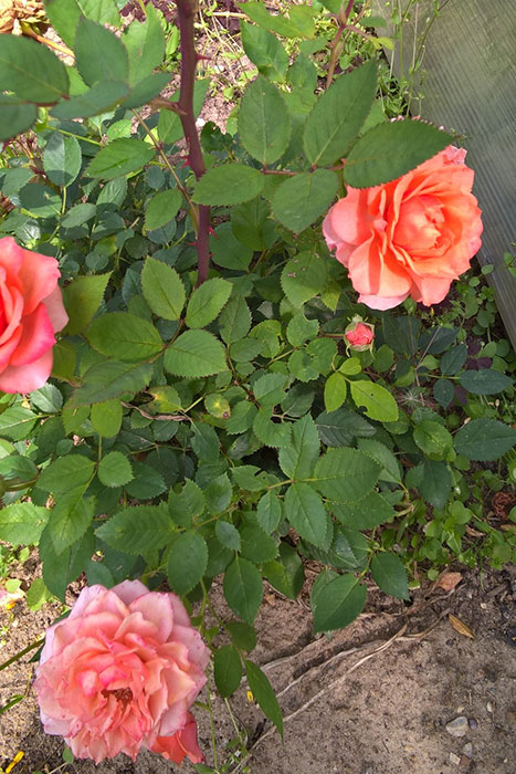 горшечная роза в открытом грунте, миниатюрная роза в цветнике