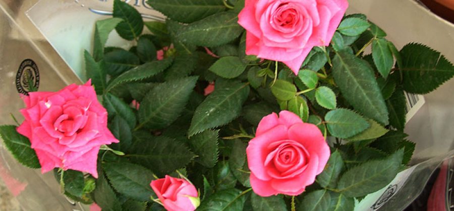 Можно ли выращивать в саду горшечные розы?