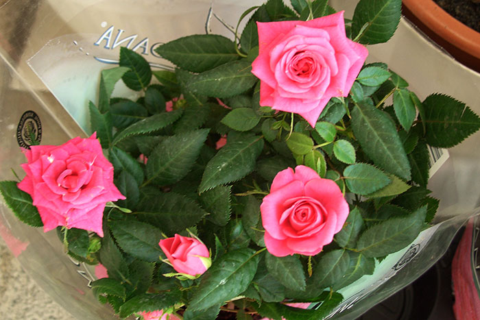 Розы 65 фото как ухаживать за красивыми домашними цветами Уход за самыми высокими кустами в саду Как посадить розы