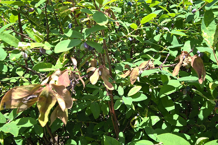Крапчатость листьев, усыхание ветвей и другие болезни съедобной жимолости