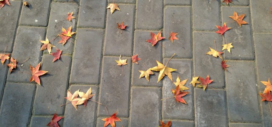 Почему осенью желтеют и опадают листья деревьев и кустарников?
