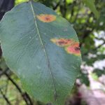 Ржавчина: оранжевые пятнышки на листьях груши и засыхающая хвоя можжевельника