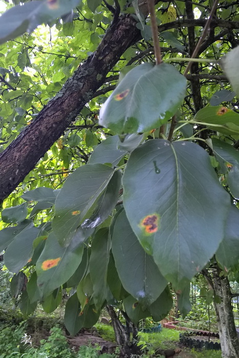 На листьях груши оранжевые пятна что делать