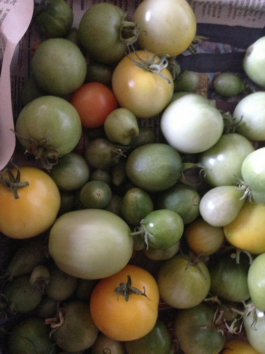 дозревание томатов, дозаривание томатов, какие помидоры нельзя дозаривать 