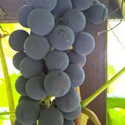 Сорт винограда «Альфа»: описание, выращивание, использование и подготовка к зиме