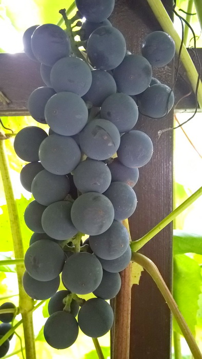 виноград сорта "Альфа": выращивание, ягоды, вредители, озеленение