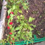 Как вырастить и использовать листья и плоды шпинат-малины