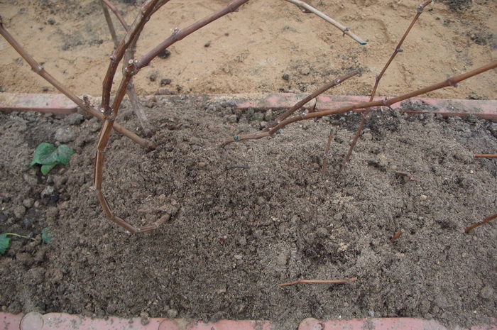 мульчирование почвы под виноградом, утепление корней винограда, подготовка винограда к зиме