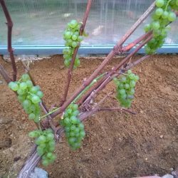 Осенняя подготовка винограда и укрытие его на зиму