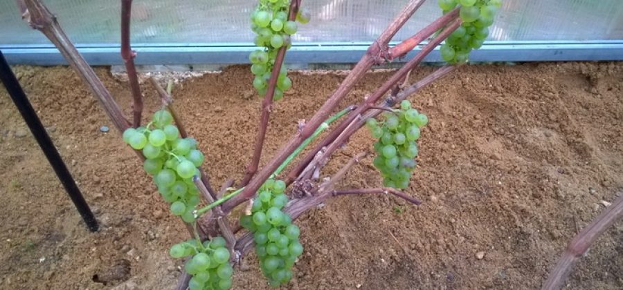 Осенняя подготовка винограда и укрытие его на зиму