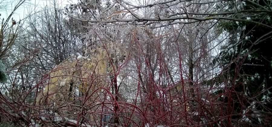 Какие деревья сильнее всего пострадали от ледяного дождя?