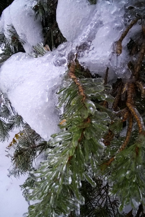 ледяной дождь, сосна после ледяного дождя, как помочь деревьям после ледяного дождя