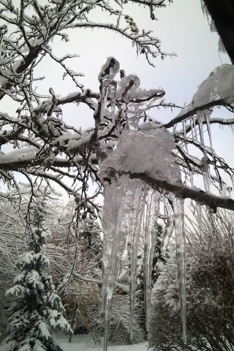 ледяной дождь, корка льда на ветвях, как помочь дереву после ледяного дождя