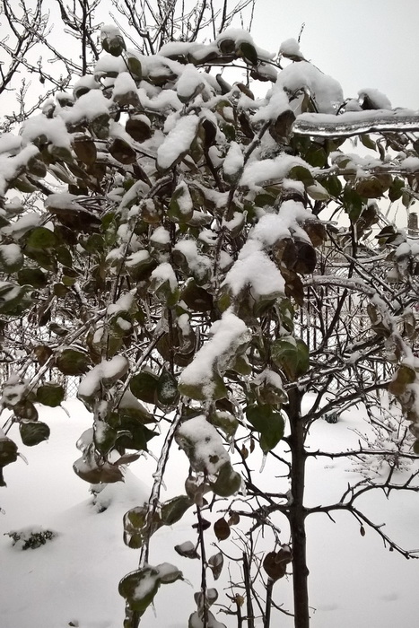 ледяной дождь, как помочь деревьям после ледяного дождя, садовый бонсай из яблони-китайки после ледяного дождя