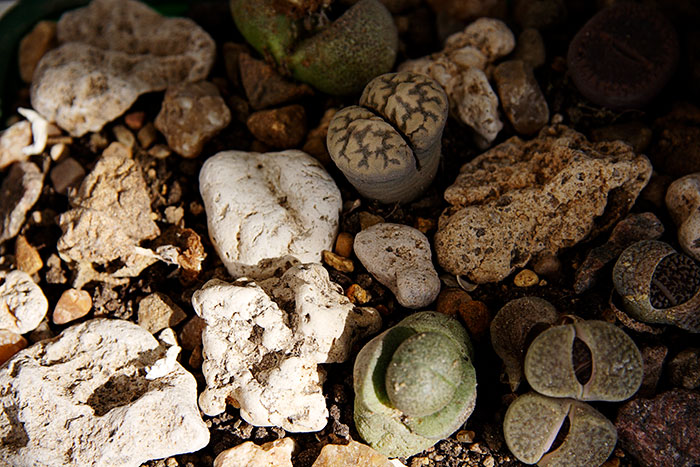 литопсы, живые камни, литопсы среди камней