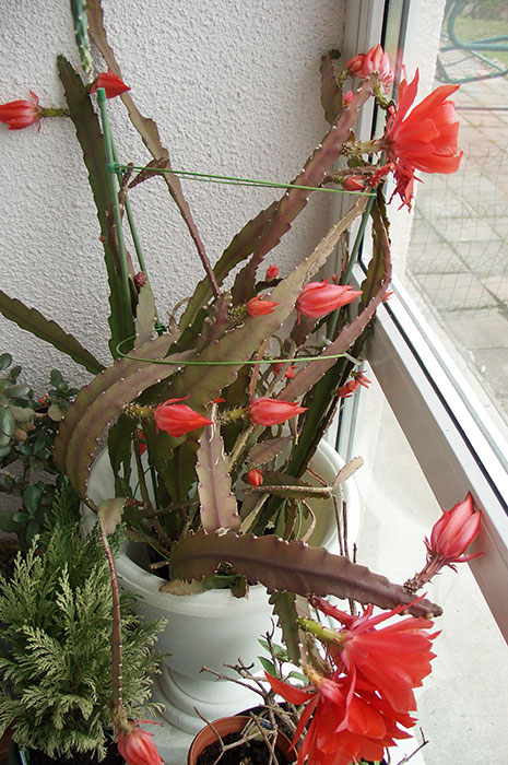 филлокактус Аккермана, цветение филлокактуса, лесные кактусы, цветение эпифиллума