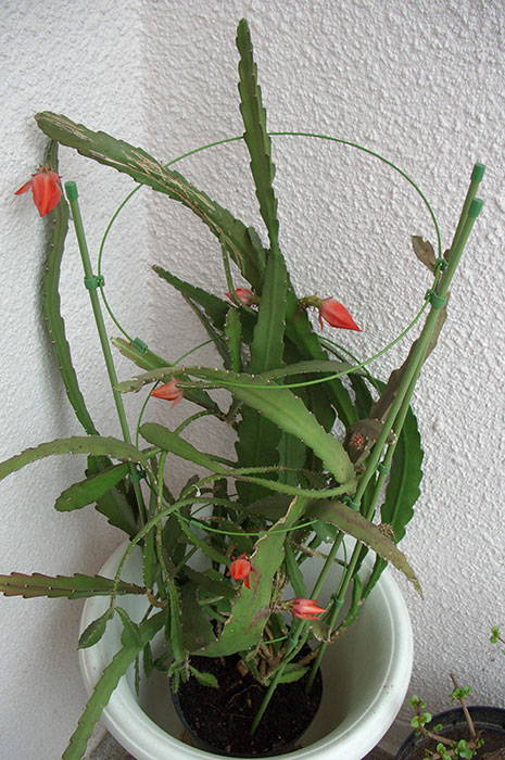 филлокактус Аккермана, опора для филлокактуса, цветение филлокактуса, лесные кактусы, цветение эпифиллума