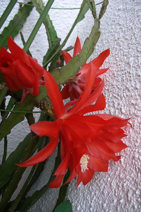 филлокактус Аккермана, цветение филлокактуса, цветы филлокактуса, лесные кактусы, цветение эпифиллума