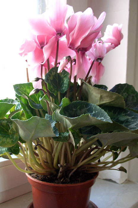 цикламен, цветы цикламена, выращивание цикламена в доме