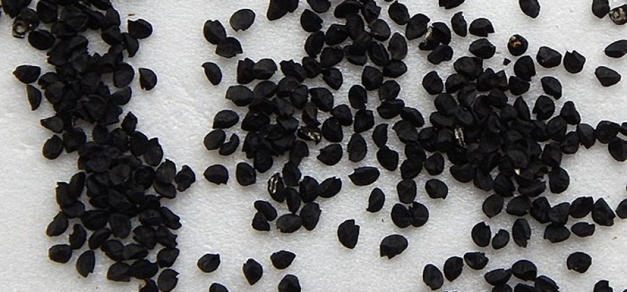 Описание сортов и гибридов репчатого лука для выращивания из семян за один год
