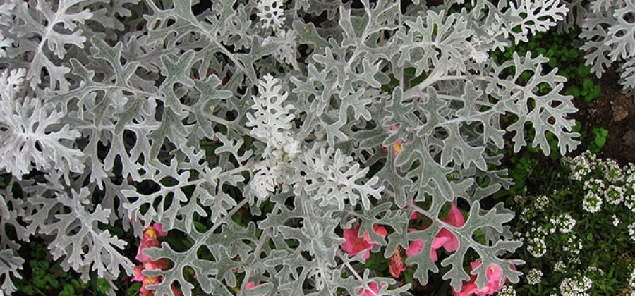 Цинерария приморская (серебристая): декоративность, сорта, выращивание и размножение