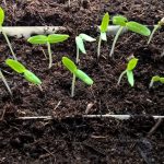 Выращивание рассады баклажанов: сроки, уход и сорта для Подмосковья