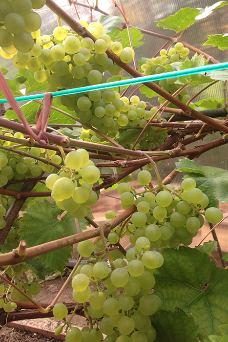 подвязка винограда, виноград в Подмосковье, выращивание винограда в Подмосковье, плоды винограда в Подмосковье, урожай винограда в Подмосковье, выращивание винограда в теплице 