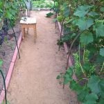 Как выращивать виноград в Подмосковье