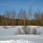 Власьевские морозы в конце февраля. Святой Власий. Приметы погоды