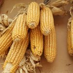 Выращивание кукурузы в Московской области. Какой гибрид или сорт выбрать?