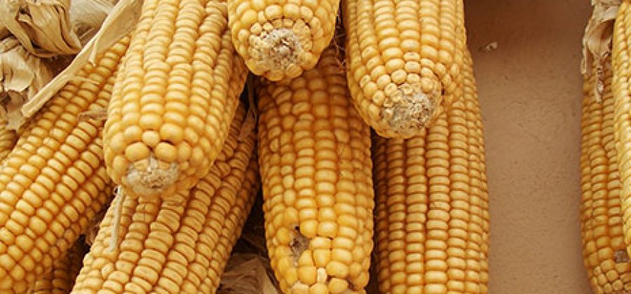 Выращивание кукурузы в Московской области. Какой гибрид или сорт выбрать?