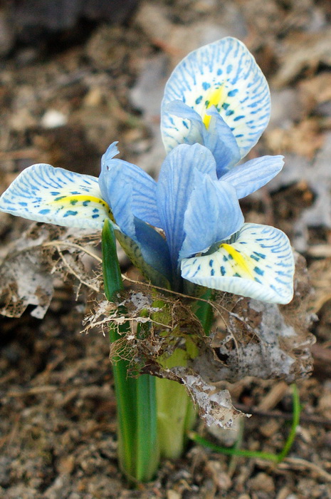 Иридодиктиум, луковичные ирисы, первые цветы, цветы в апреле, цветок иридодиктиум