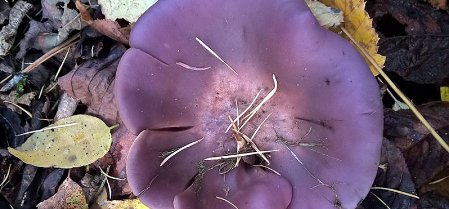 Рядовка фиолетовая – прекрасный позднеосенний гриб